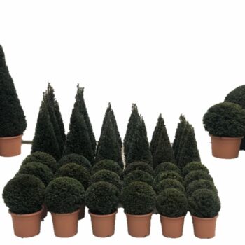 Taxus baccata concept T5