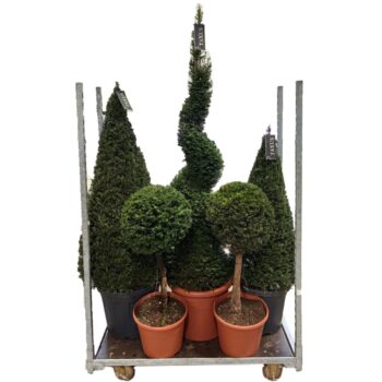 Taxus mix cc 4
