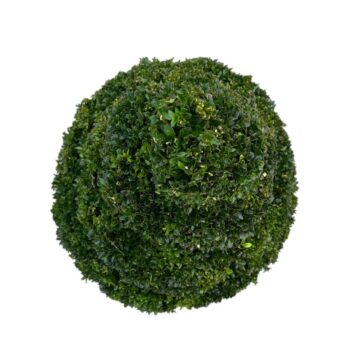 Buxus sempervirens