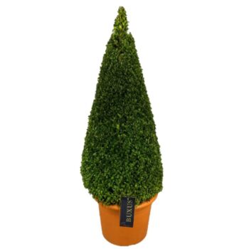 Buxus sempervirens