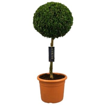 Buxus sempervirens