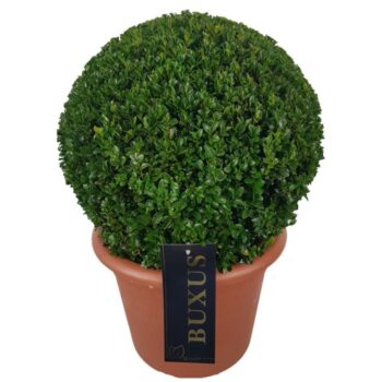 Buxus sempervirens