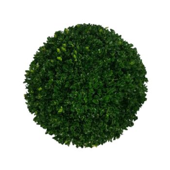 Buxus sempervirens