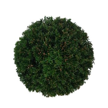 Taxus baccata