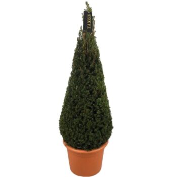 Taxus baccata
