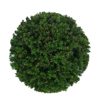 Taxus baccata
