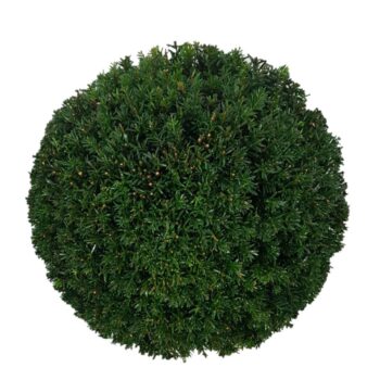Taxus baccata