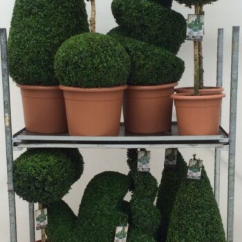 Buxus sempervirens Mix cc 4