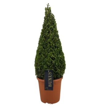 Buxus sempervirens Pyramiden p24 (th) 50-60 ©