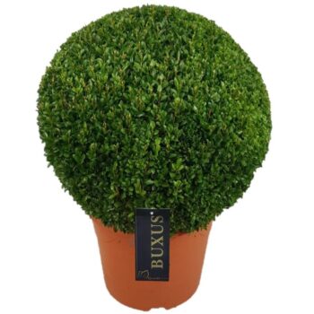 Buxus sempervirens