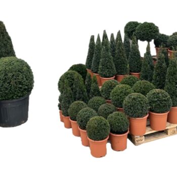 Taxus baccata pallet concept TP2 (3cc)