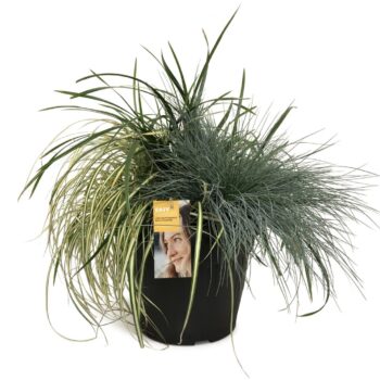 Siergras TRIO Color 30 cm