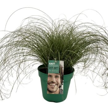 Carex comans Frosted Curls GROEN