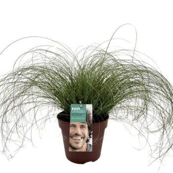 Carex comans Frosted Curls