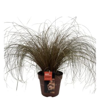 Carex comans Bronze Form