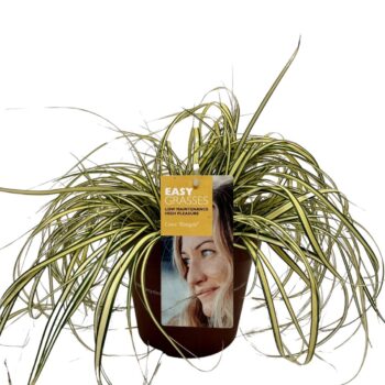 Carex oshimensis Evergold