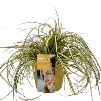Carex oshimensis Evergold GEEL