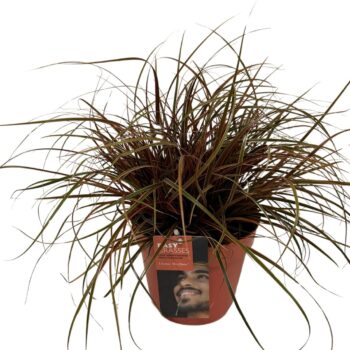 Uncinia rubra Everflame ROOD