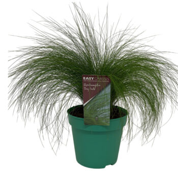 Stipa tenuifolia Pony Tails GROEN