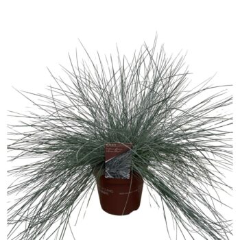 Festuca glauca Intense Blue®