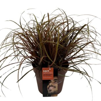 Uncinia rubra Everflame