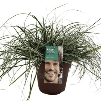 Carex oshimensis Everest