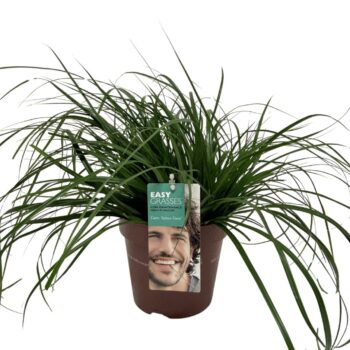 Carex oshimensis Intense Green