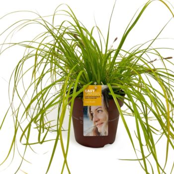 Carex oshimensis Everillo