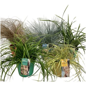 Siergrassen gekleurde pot