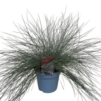 Festuca Intense Blue® BLAUW
