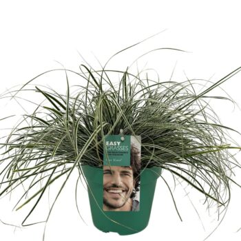 Carex oshimensis Everest GROEN