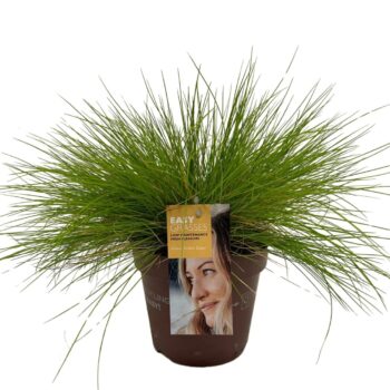 Festuca glauca Golden Toupee
