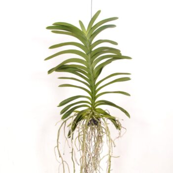 Vanda Decoration Plant