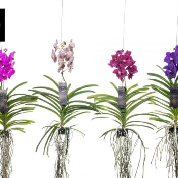 Vanda mix Large - Colour Mix