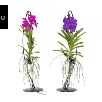 Vanda op standaard Mix