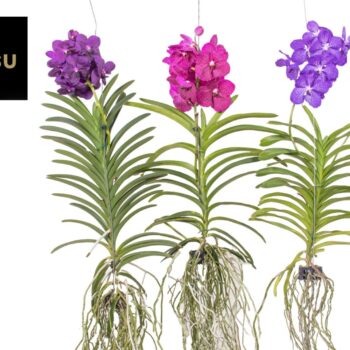 Vanda Mix XXL - Colour Mix