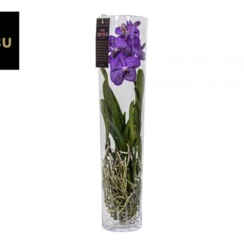 Vanda Michelle 70 Blue