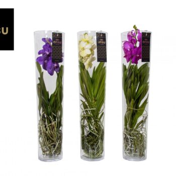 Vanda Michelle 70 Colour Mix