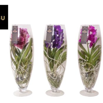 Vanda Champagne Colour Mix