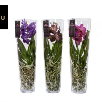 Vanda Lisanne 70 Colour Mix