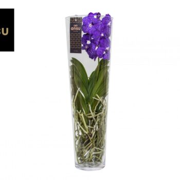 Vanda Lisanne 70 Blue