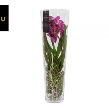 Vanda Lisanne 70 Pink/Cerise/Fuchsia