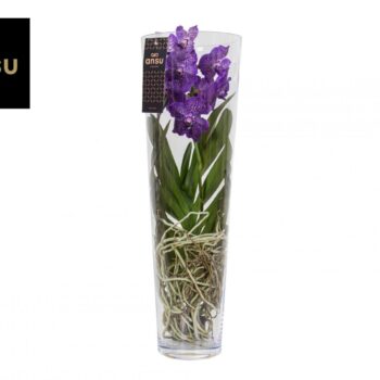 Vanda Lisanne 70 Purple