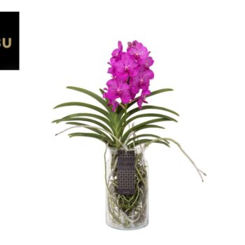 Vanda Bose XL Pink/Cerise/Fuchsia