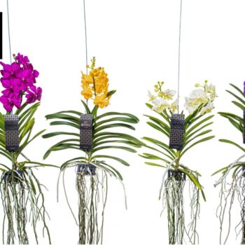 Vanda Mix Medium - Colour Mix