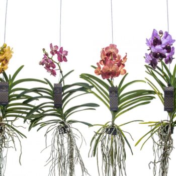 Vanda Special mix - Colour Mix