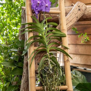 Vanda New blue