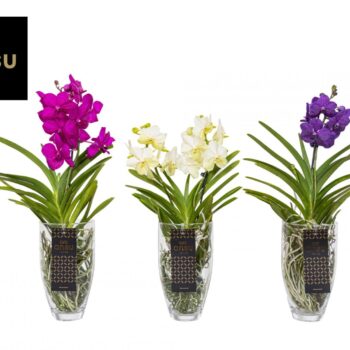 Vanda Charlotte Colour Mix