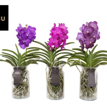 Vanda Bose XL Colour Mix