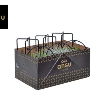 Tillandsia Cube/Ring mix (Small)